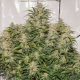 Auto SFV OG - DUTCH PASSION | TanieSianie.pl