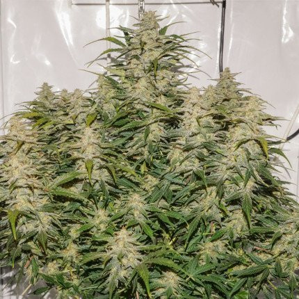 Auto SFV OG - DUTCH PASSION | TanieSianie.pl