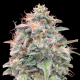 Auto Banana Cookies - ADVANCED SEEDS | TanieSianie.pl
