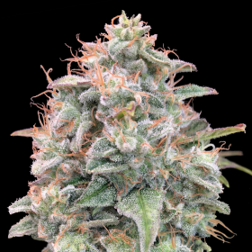 Auto Banana Cookies - ADVANCED SEEDS | TanieSianie.pl