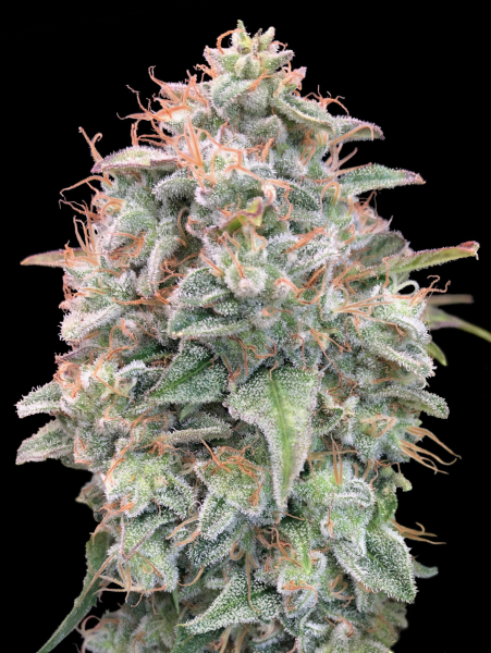 Auto Banana Cookies - ADVANCED SEEDS | TanieSianie.pl