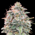 Auto Banana Cookies - ADVANCED SEEDS