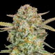 Auto Bruce Banner XXL - ADVANCED SEEDS | TanieSianie.pl