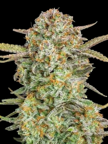 Auto Bruce Banner XXL - ADVANCED SEEDS | TanieSianie.pl