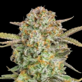Auto Bruce Banner XXL - ADVANCED SEEDS