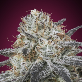 Auto Slurricane - ADVANCED SEEDS | TanieSianie.pl