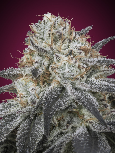 Auto Slurricane - ADVANCED SEEDS | TanieSianie.pl