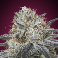 Auto Slurricane - ADVANCED SEEDS