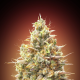 Auto Strawberry Banana - ADVANCED SEEDS | TanieSianie.pl