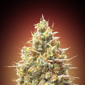 Auto Strawberry Banana - ADVANCED SEEDS | TanieSianie.pl
