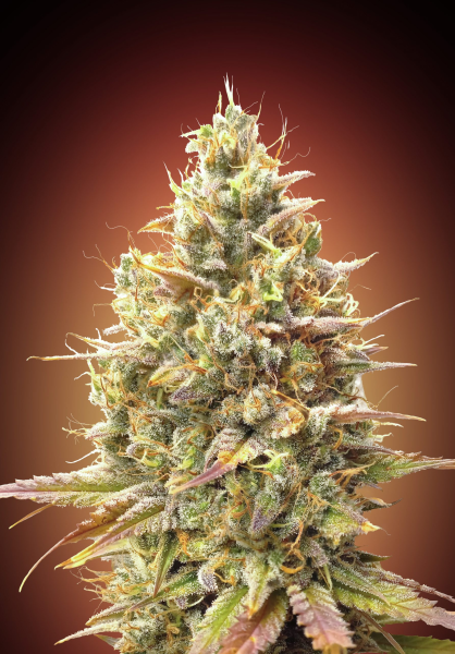 Auto Strawberry Banana - ADVANCED SEEDS | TanieSianie.pl