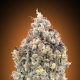 Auto Watermelon OG - ADVANCED SEEDS | TanieSianie.pl