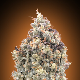 Auto Watermelon OG - ADVANCED SEEDS | TanieSianie.pl