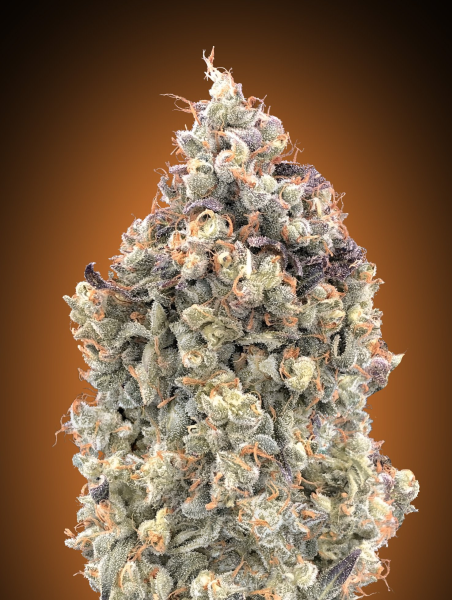Auto Watermelon OG - ADVANCED SEEDS | TanieSianie.pl