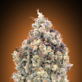 Auto Watermelon OG - ADVANCED SEEDS