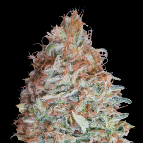 Banana Cookies - ADVANCED SEEDS | TanieSianie.pl