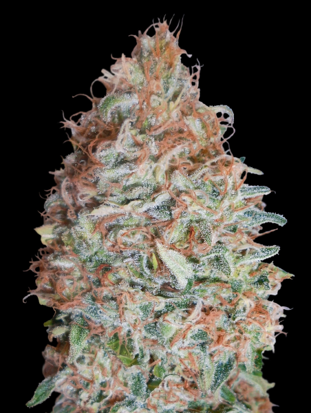 Banana Cookies - ADVANCED SEEDS | TanieSianie.pl