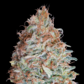 Banana Cookies - ADVANCED SEEDS