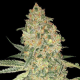 Bruce Banner - ADVANCED SEEDS | TanieSianie.pl