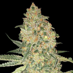Bruce Banner - ADVANCED SEEDS | TanieSianie.pl