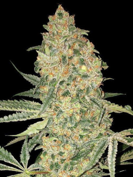 Bruce Banner - ADVANCED SEEDS | TanieSianie.pl