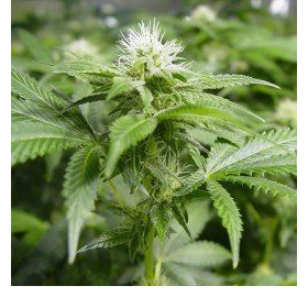 White Widow - NIRVANA | TanieSianie.pl