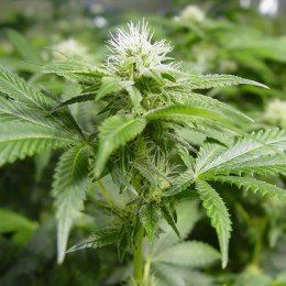 White Widow - NIRVANA | TanieSianie.pl