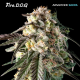 Fire DOG - ADVANCED SEEDS | TanieSianie.pl