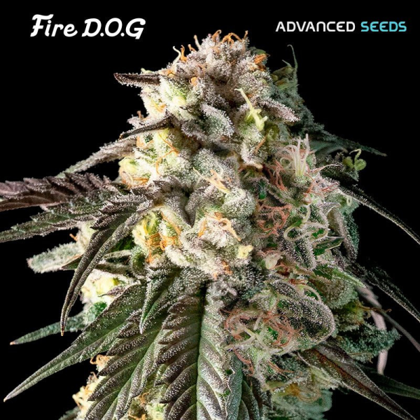 Fire DOG - ADVANCED SEEDS | TanieSianie.pl