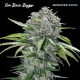 San Bacio Burger - ADVANCED SEEDS | TanieSianie.pl