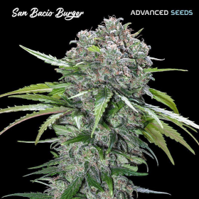 San Bacio Burger - ADVANCED SEEDS | TanieSianie.pl