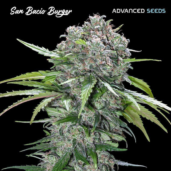 San Bacio Burger - ADVANCED SEEDS | TanieSianie.pl