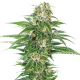 Early Skunk Auto - SENSI SEEDS | TanieSianie.pl