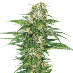 Early Skunk Auto - SENSI SEEDS | TanieSianie.pl