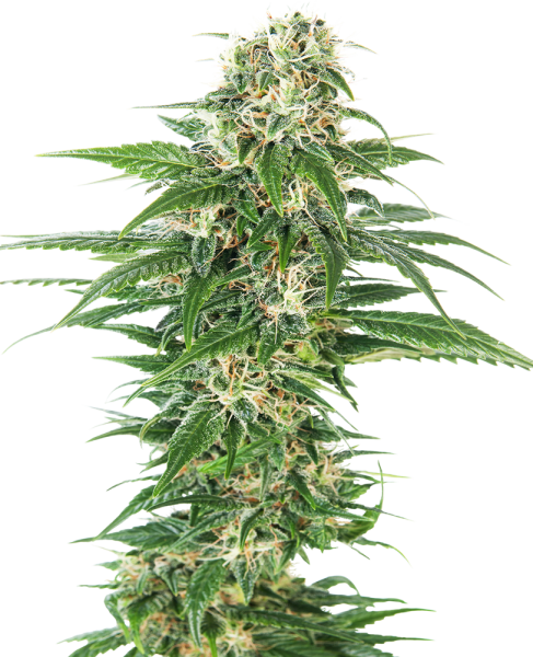 Early Skunk Auto - SENSI SEEDS | TanieSianie.pl