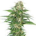 Early Skunk Auto - SENSI SEEDS