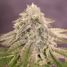 Bay Burger - DELICIOUS SEEDS | TanieSianie.pl