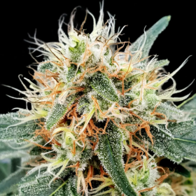 Auto Stromboli - PARADISE SEEDS | TanieSianie.pl