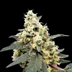 Auto Lemonade - PARADISE SEEDS | TanieSianie.pl