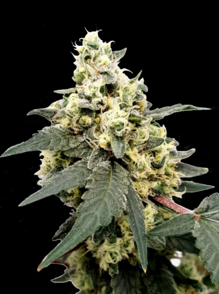 Auto Lemonade - PARADISE SEEDS | TanieSianie.pl