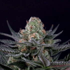 Caramba - PARADISE SEEDS | TanieSianie.pl