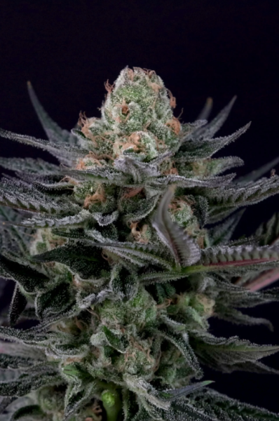 Caramba - PARADISE SEEDS | TanieSianie.pl