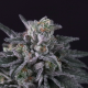 Gulupa - PARADISE SEEDS | TanieSianie.pl