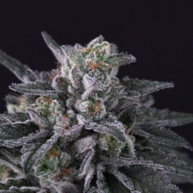 Gulupa - PARADISE SEEDS | TanieSianie.pl