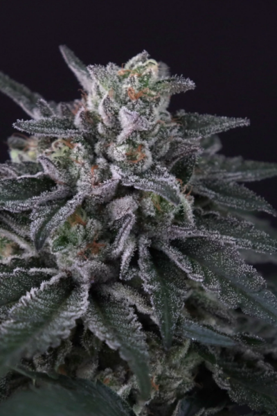Gulupa - PARADISE SEEDS | TanieSianie.pl