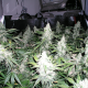 White Widow - NIRVANA | TanieSianie.pl