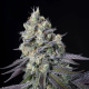 Purple Mints - PARADISE SEEDS | TanieSianie.pl