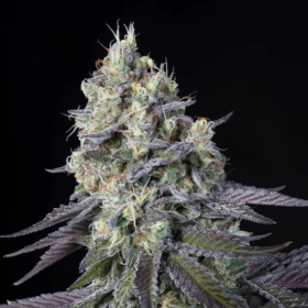 Purple Mints - PARADISE SEEDS | TanieSianie.pl