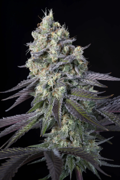 Purple Mints - PARADISE SEEDS | TanieSianie.pl