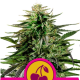 Cherry Pie - ROYAL QUEEN SEEDS | TanieSianie.pl